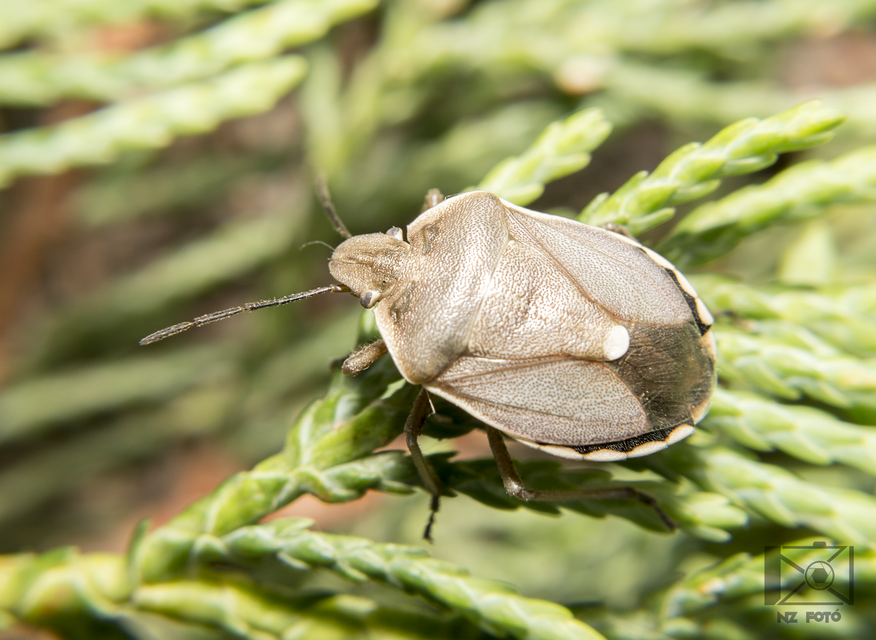 Chlorochroa pinicola Chlorochroa pinicola