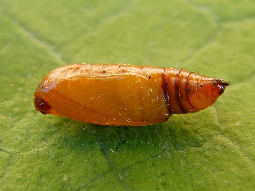 Scopula nigropunctata - feketepettyes araszoló