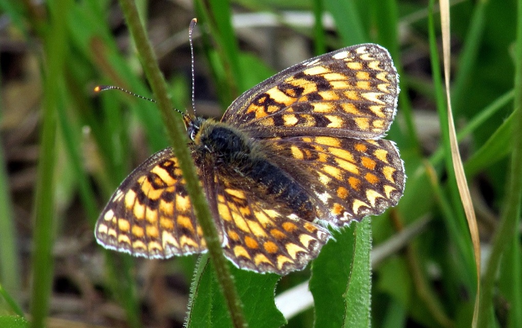 Melitaea phoebe - nagy tarkalepke