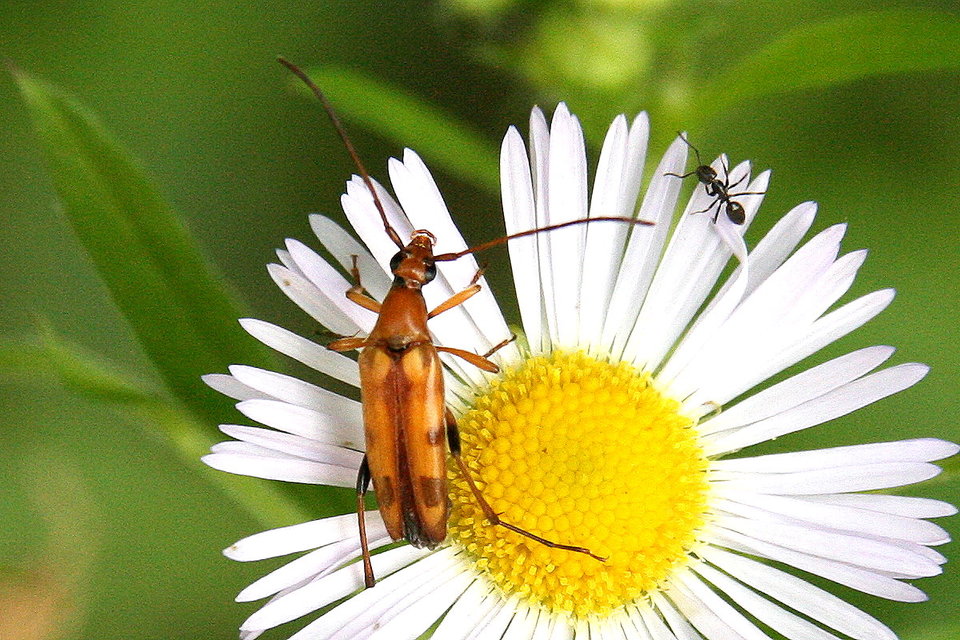 Stenurella septempunctata - hétpettyes karcsúcincér