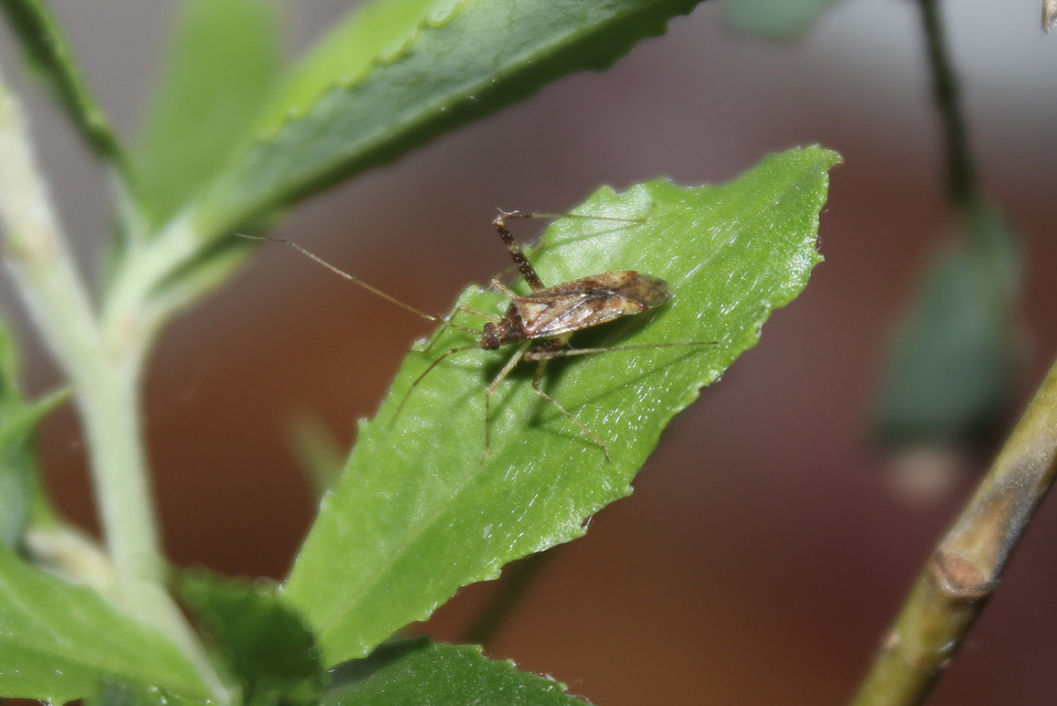 Phytocoris