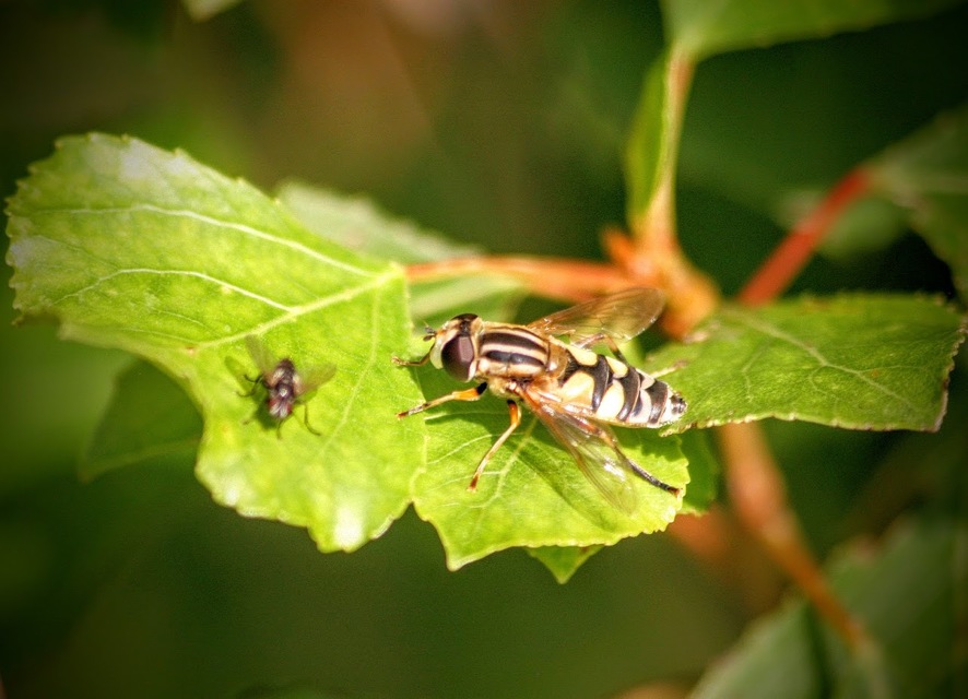 Helophilus trivittatus - nagy mocsárilégy