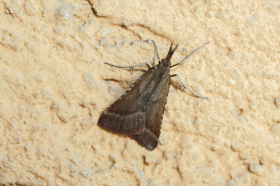 Synaphe punctalis - hosszúlábú fényilonca