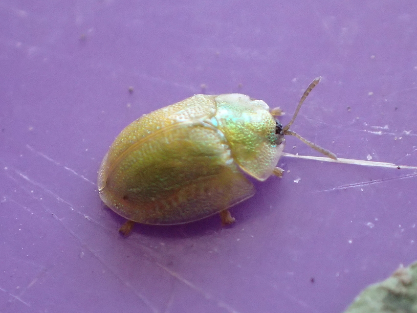 Cassida Cassida