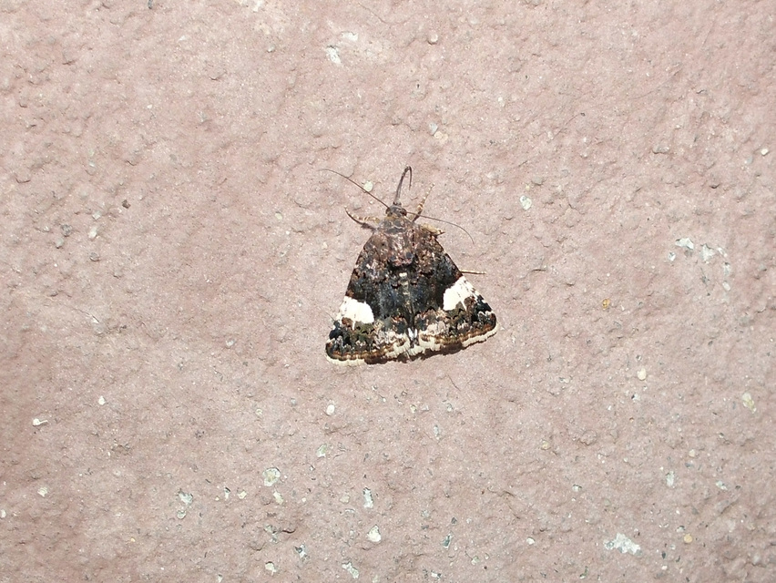 Tyta luctuosa - fekete nappalibagoly