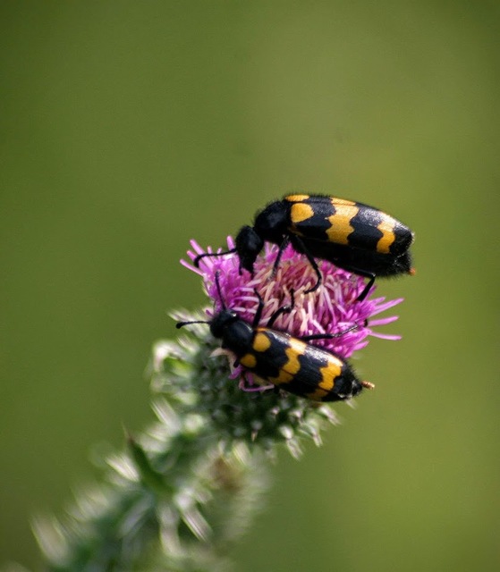 Mylabris variabilis - szalagos hólyaghúzó Mylabris variabilis - szalagos hólyaghúzó
