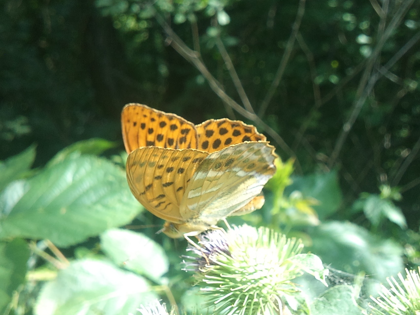 Argynnis paphia - nagy gyöngyházlepke