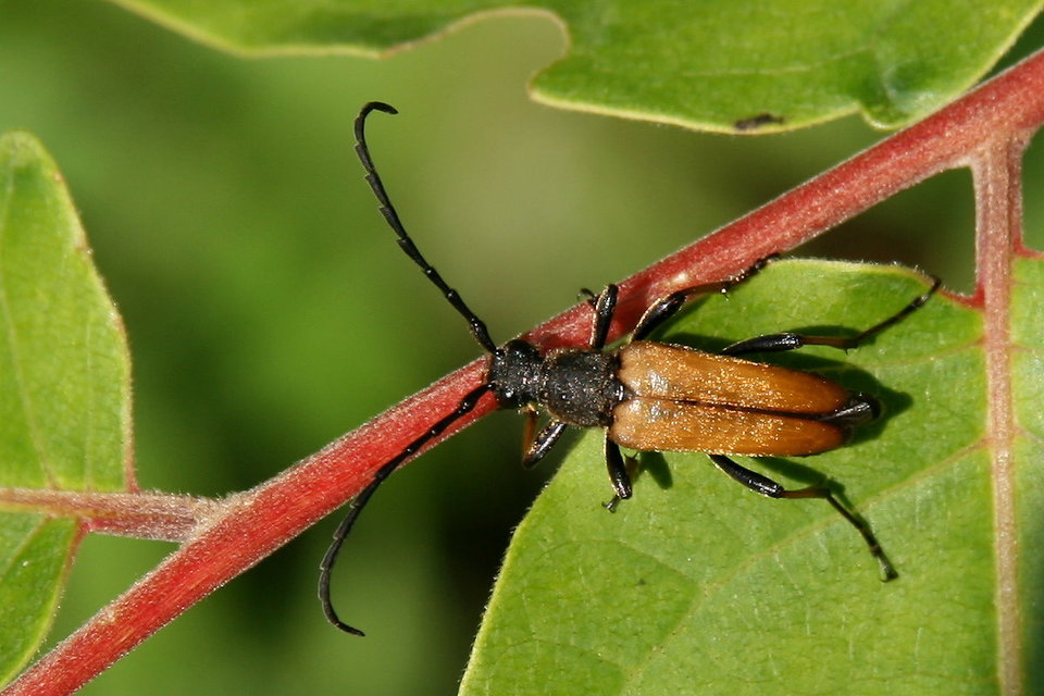 Stictoleptura rubra - vörös virágcincér