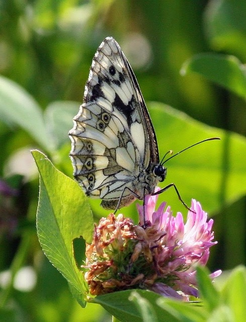 Melanargia galathea - sakktáblalepke