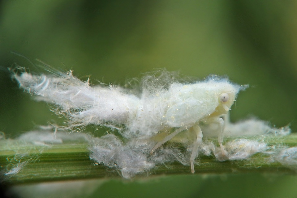 Metcalfa pruinosa - amerikai lepkekabóca Metcalfa pruinosa - amerikai lepkekabóca