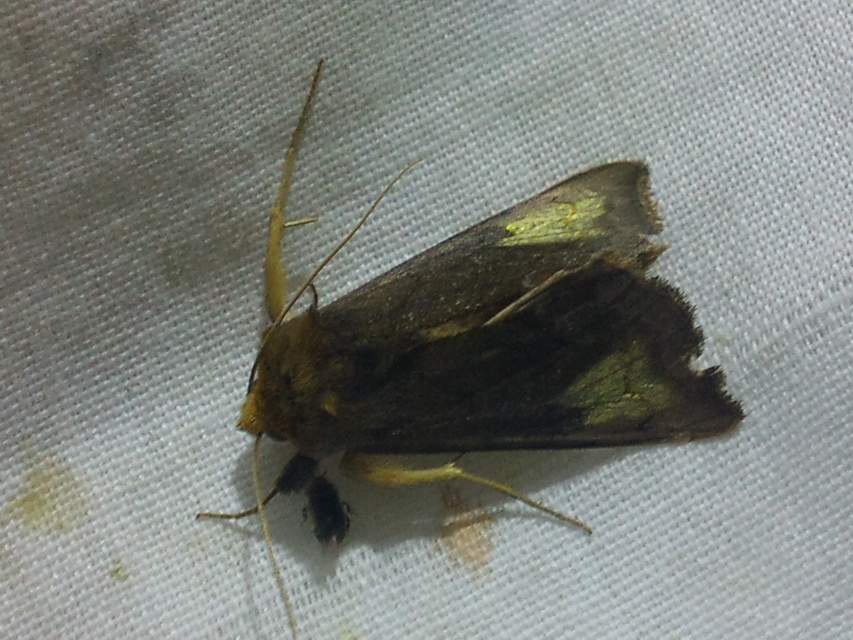 Diachrysia chryson - nagyfoltú aranybagoly