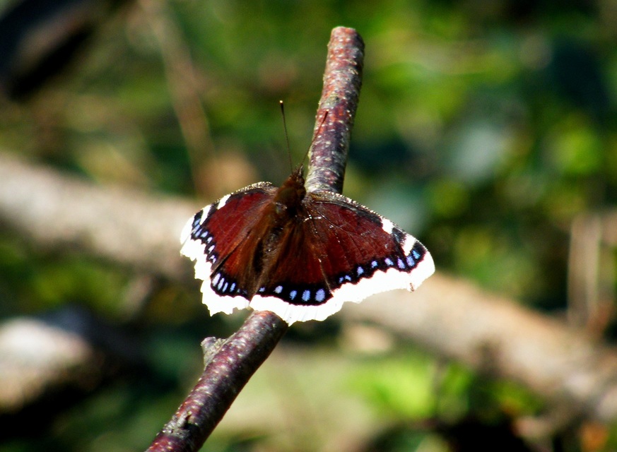 Nymphalis antiopa - gyászlepke
