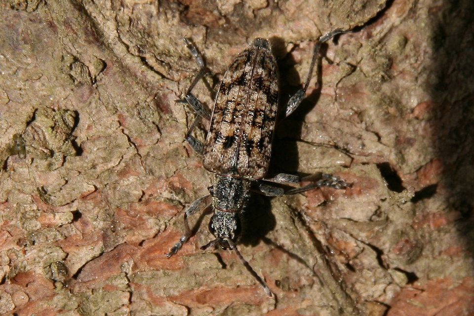 Rhagium inquisitor - fenyves-tövisescincér