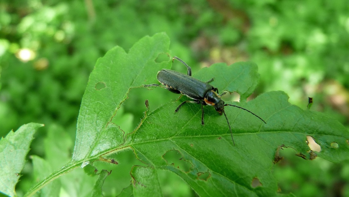 Cantharis paradoxa