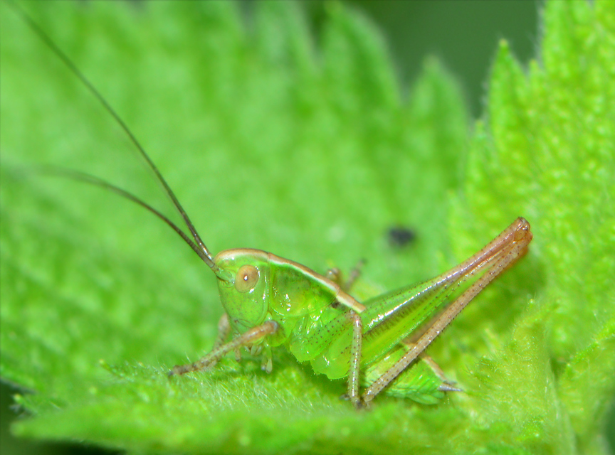 Bicolorana bicolor - halványzöld rétiszöcske