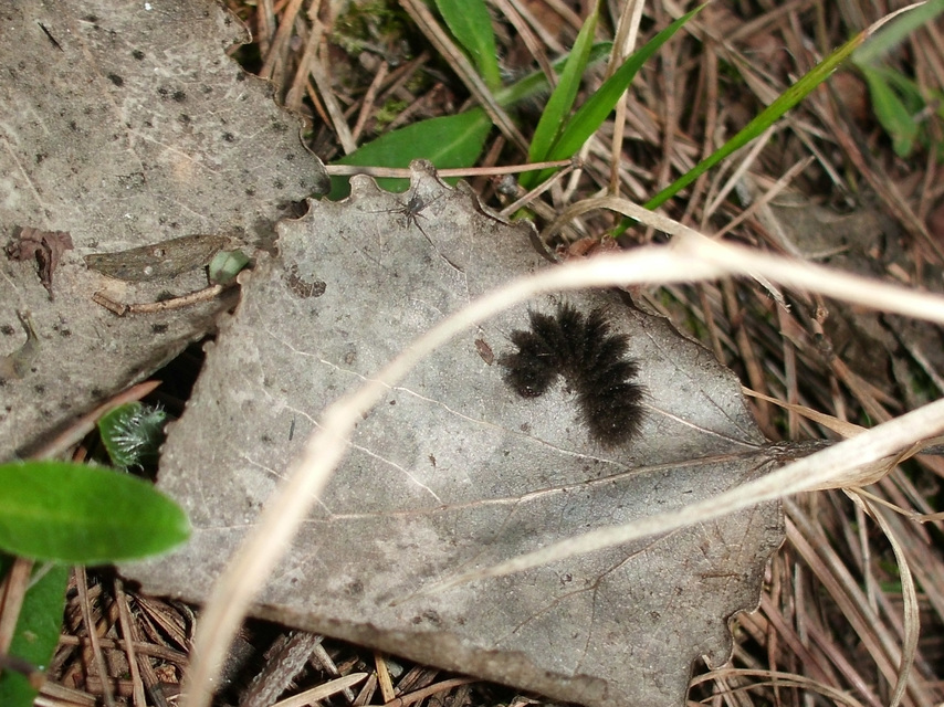 Amata phegea - fehérpettyes álcsüngőlepke
