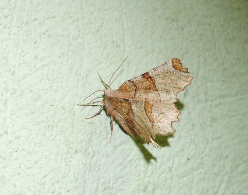 Selenia lunularia - egyfoltos holdasaraszoló