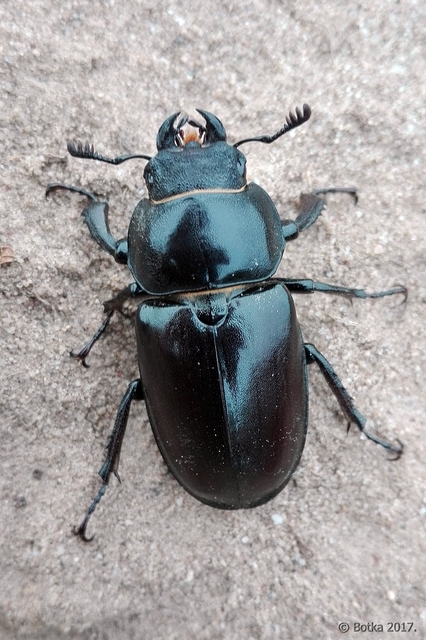 Lucanus cervus - nagy szarvasbogár