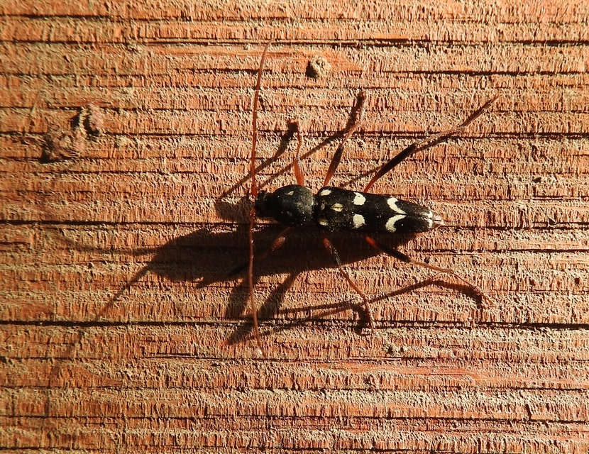 Isotomus speciosus - nyírfa-darázscincér