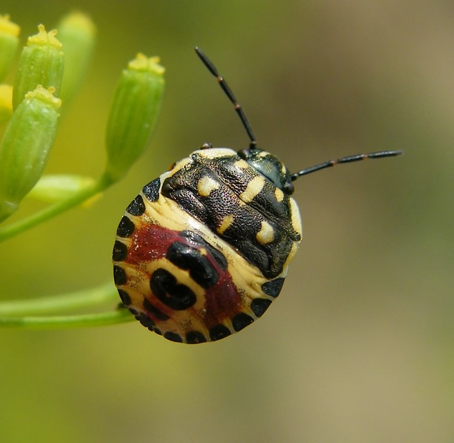 Carpocoris Carpocoris