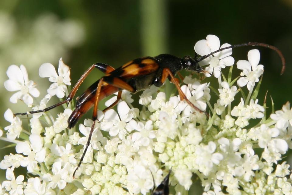Strangalia attenuata - nyurgacincér