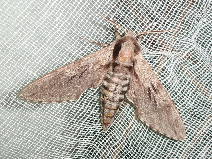 Hyloicus pinastri - fenyőszender