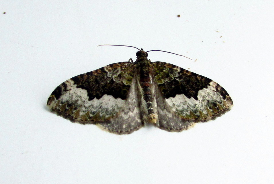 Euphyia biangulata - szegletes tarkaaraszoló