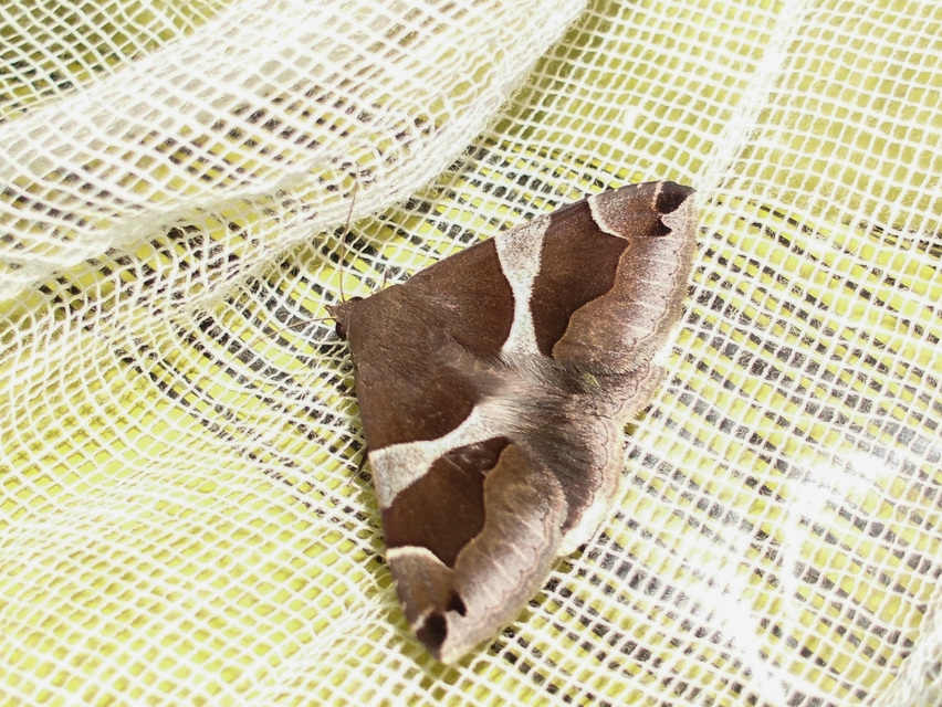 Dysgonia algira - déli porcelánbagoly