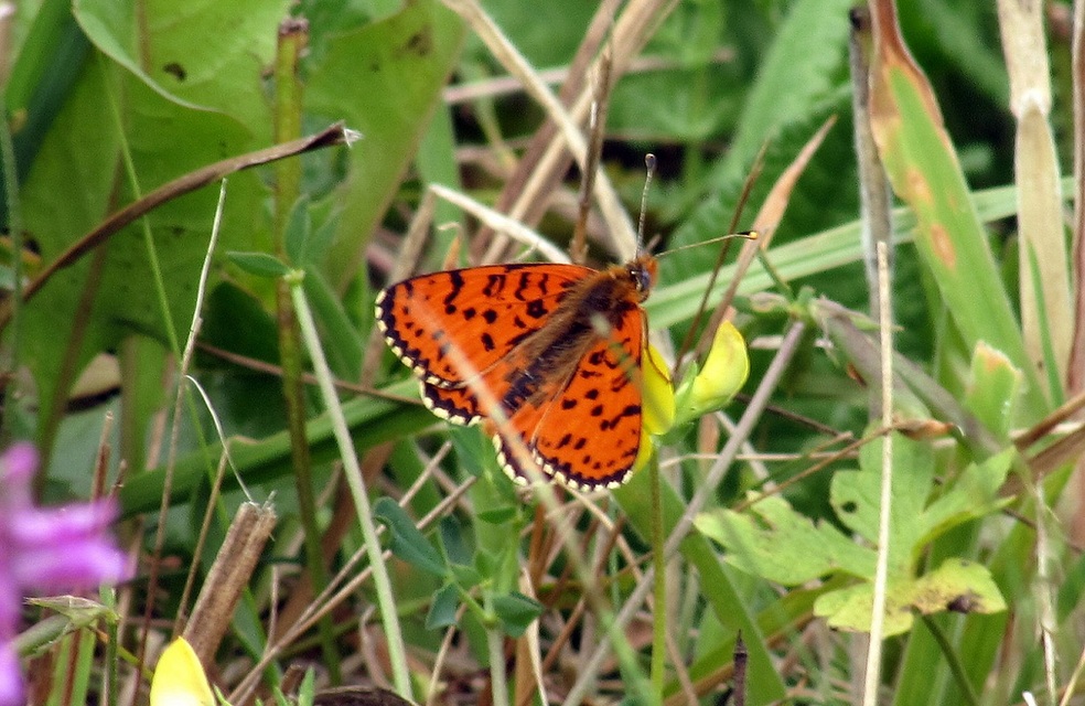 Melitaea didyma - tüzes tarkalepke