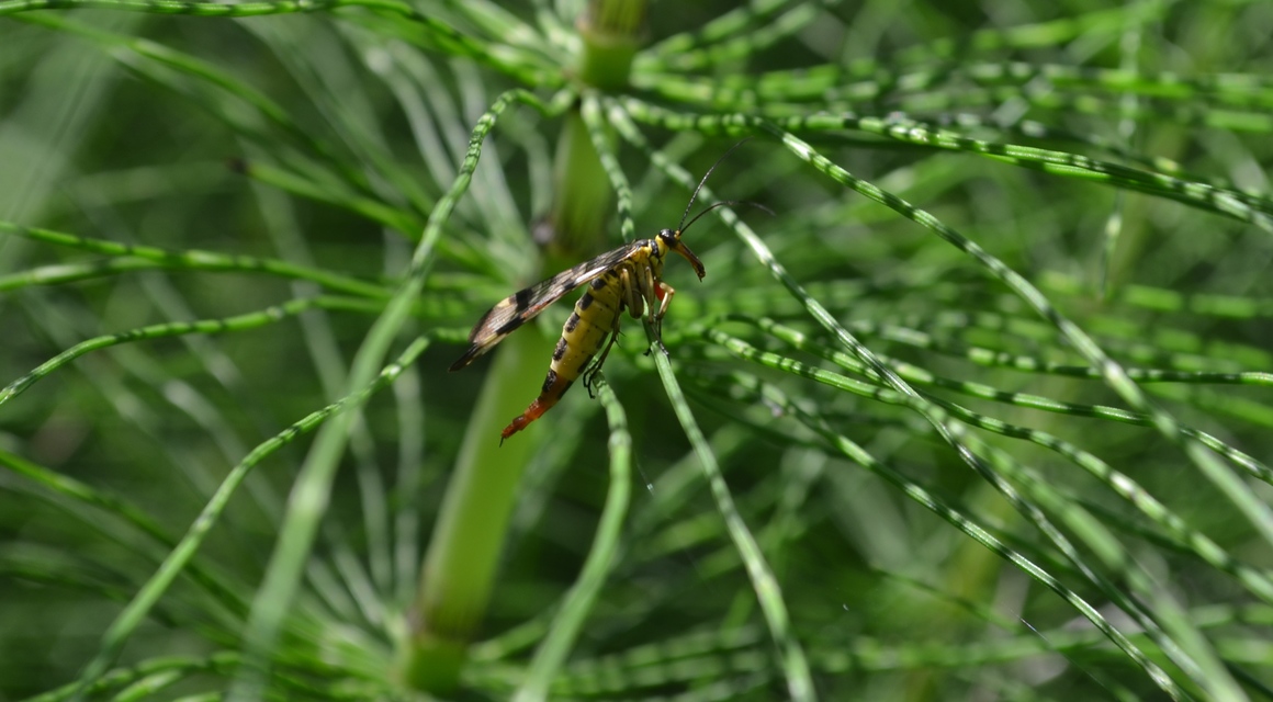 Panorpa vulgaris