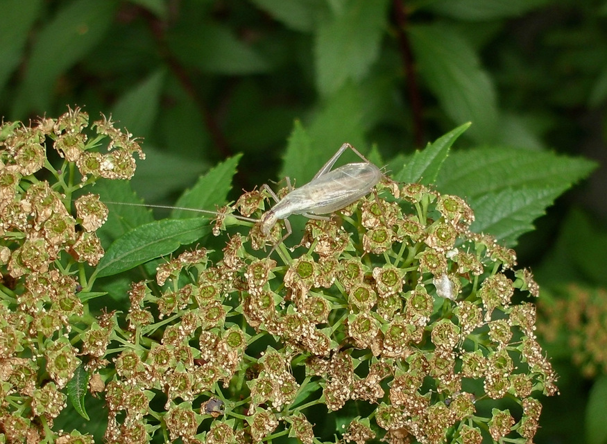 Oecanthus pellucens - pirregőtücsök