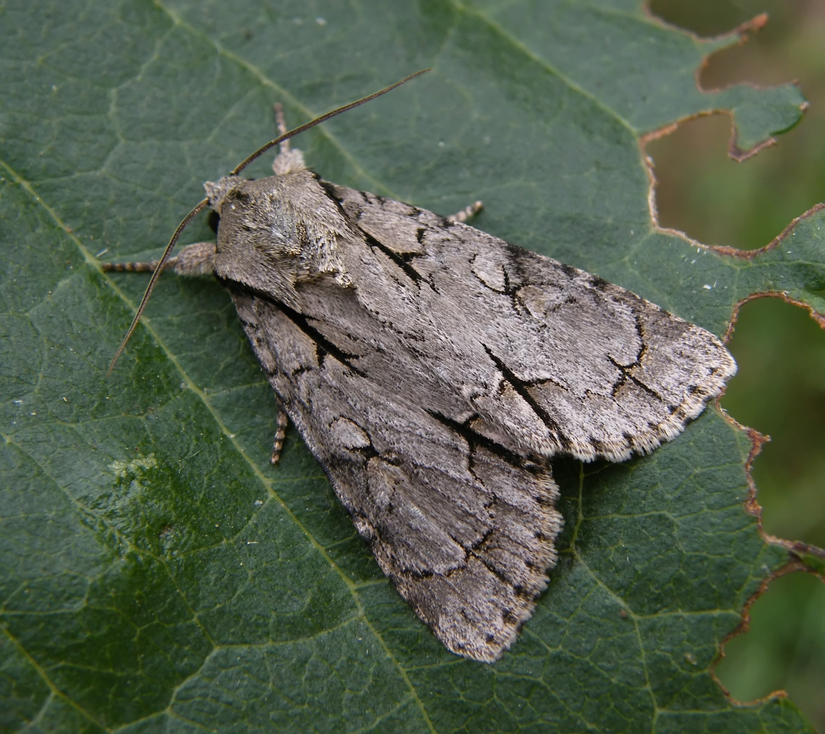 Acronicta tridens - barnás szigonyosbagoly