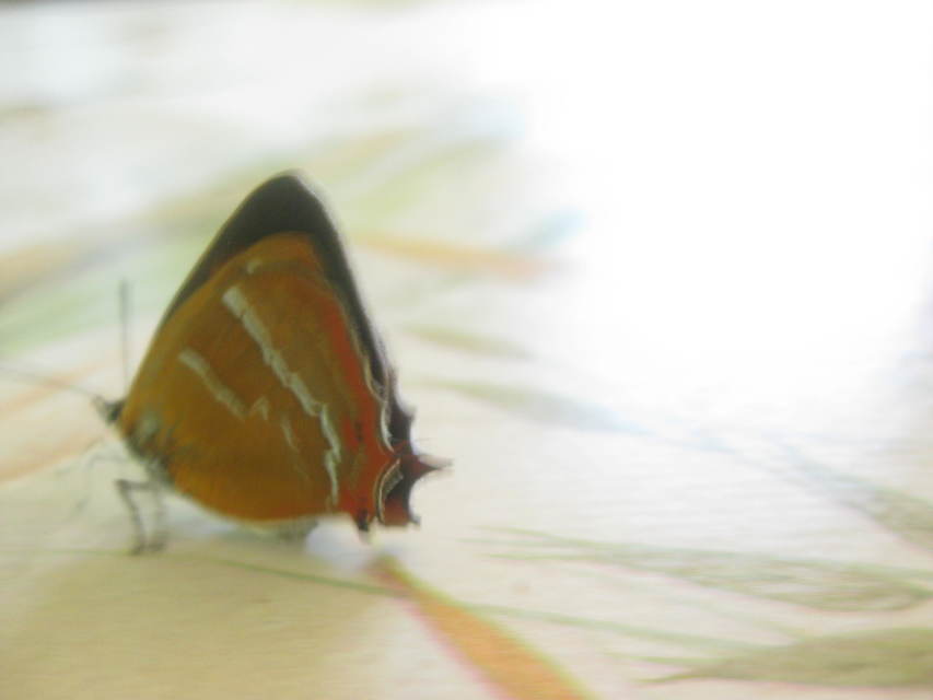 Thecla betulae - nyírfalepke