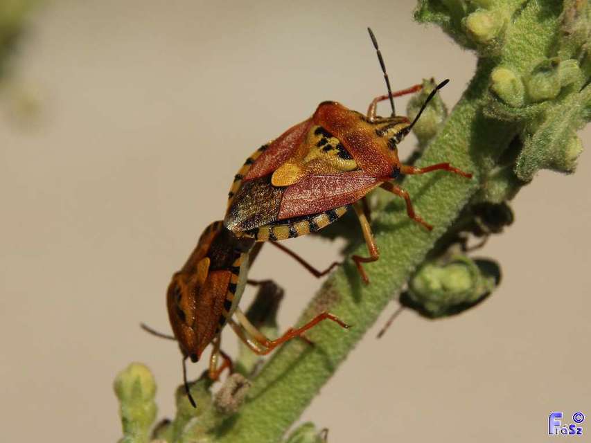 Carpocoris Carpocoris