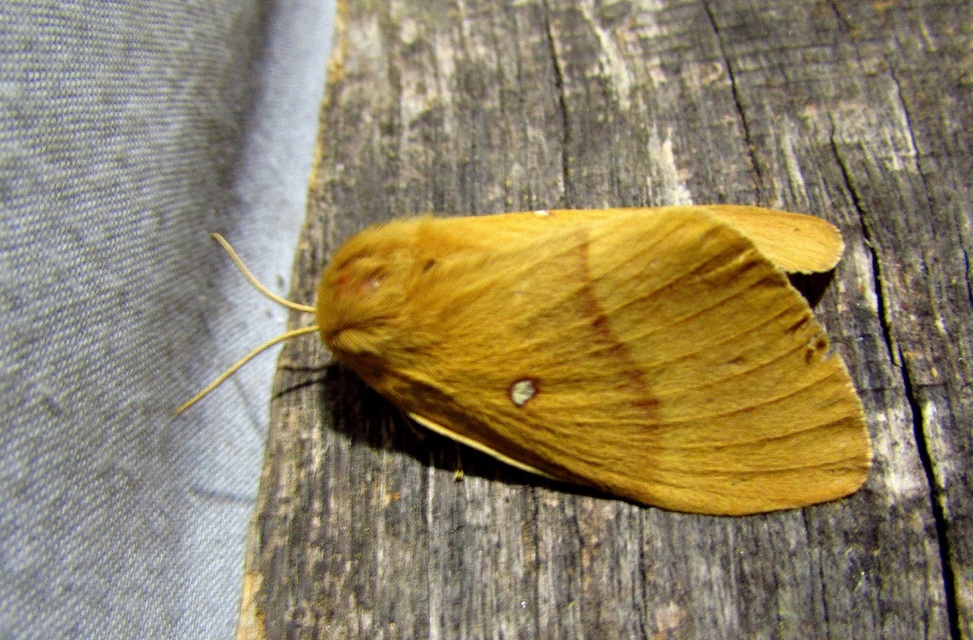 Lasiocampa quercus - tölgyfaszövő