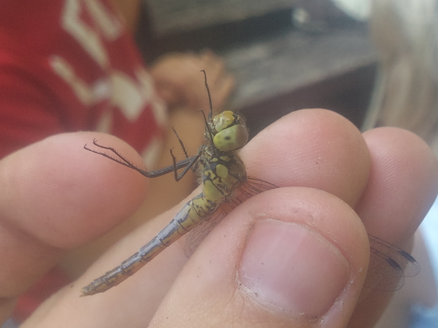 Sympetrum sanguineum - vörös katona-szitakötő
