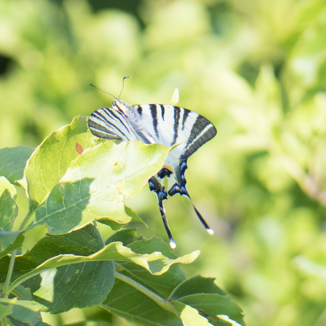 Iphiclides podalirius - kardoslepke