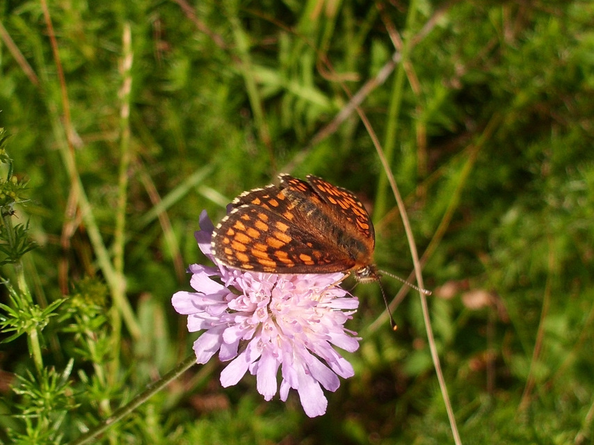 Melitaea athalia - közönséges tarkalepke