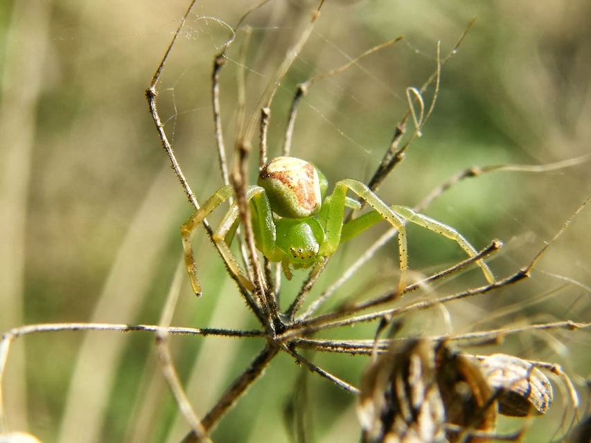 Ebrechtella tricuspidata - alakoskodó karolópók