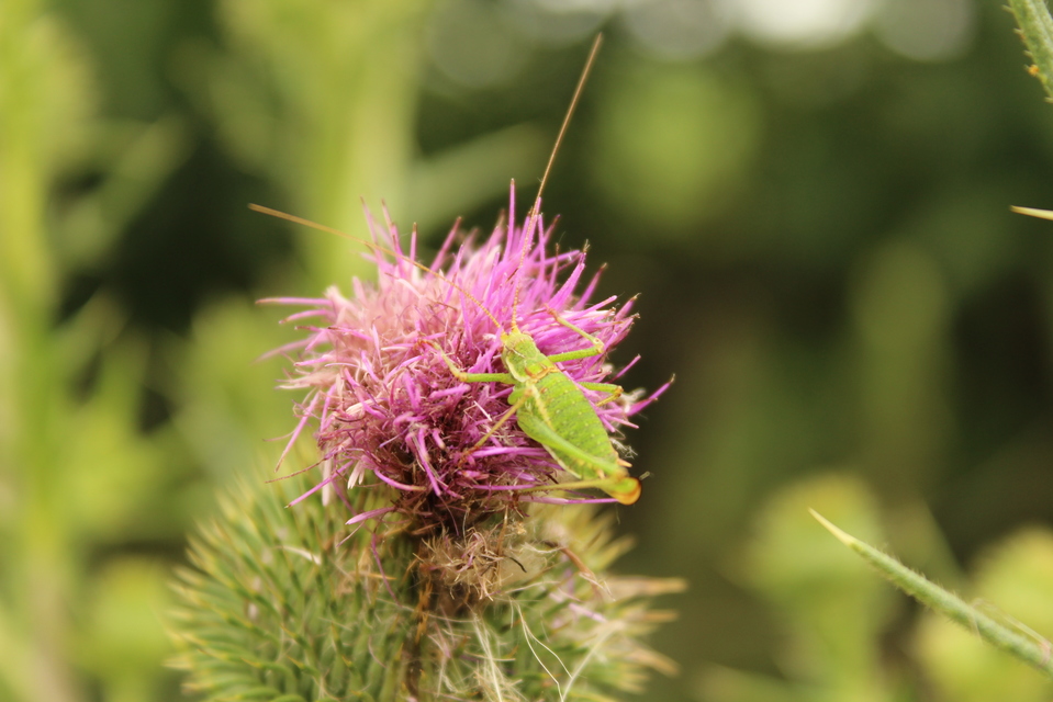 Leptophyes albovittata - közönséges virágszöcske