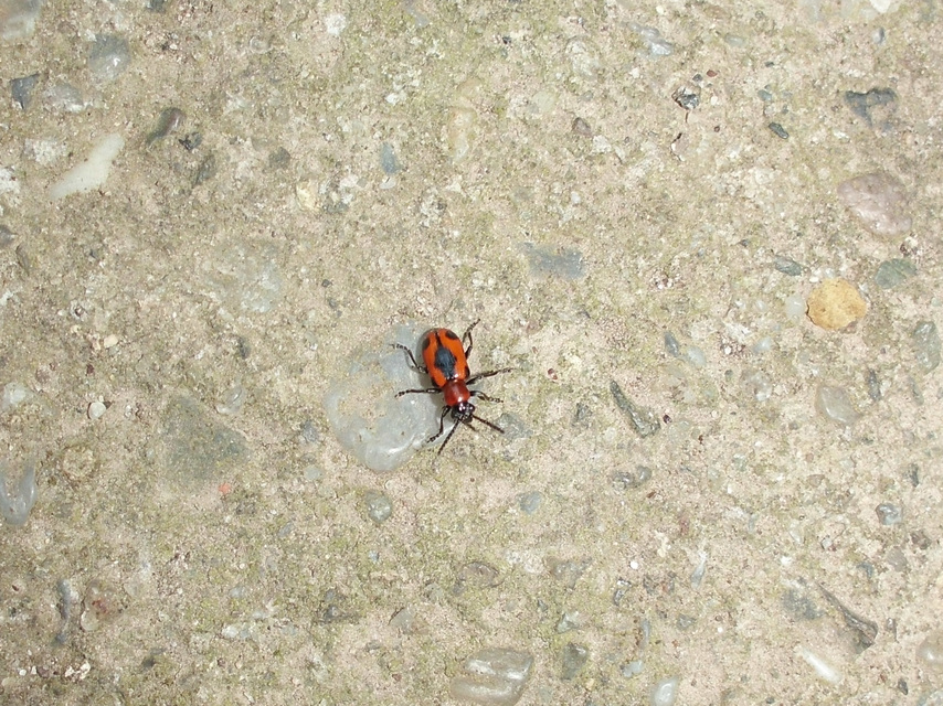 Crioceris quinquepunctata - ötpontos spárgabogár