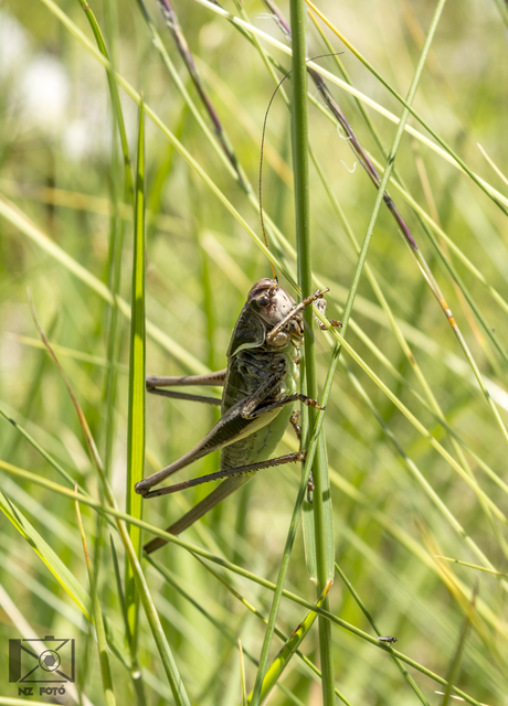 Decticus verrucivorus - szemölcsevő szöcske