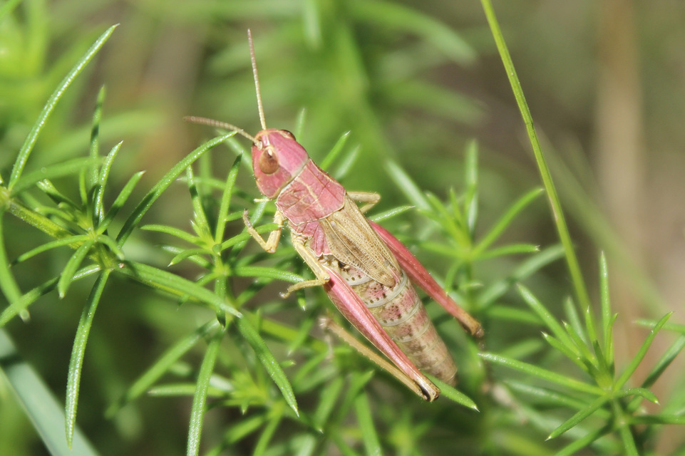 Pseudochorthippus parallelus - közönséges rétisáska
