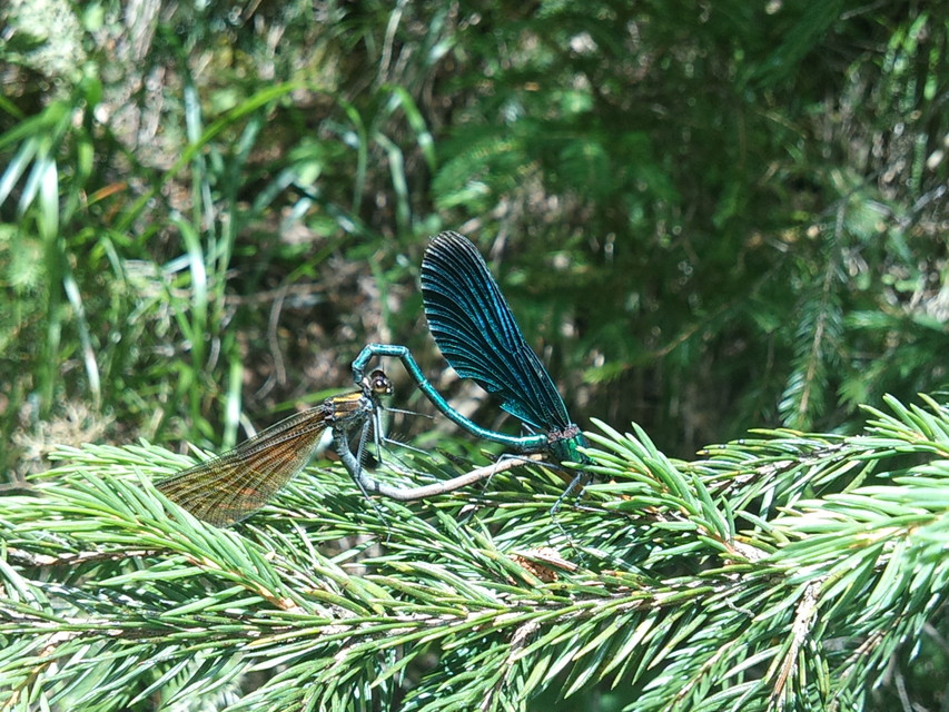 Calopteryx virgo - kisasszony-szitakötő