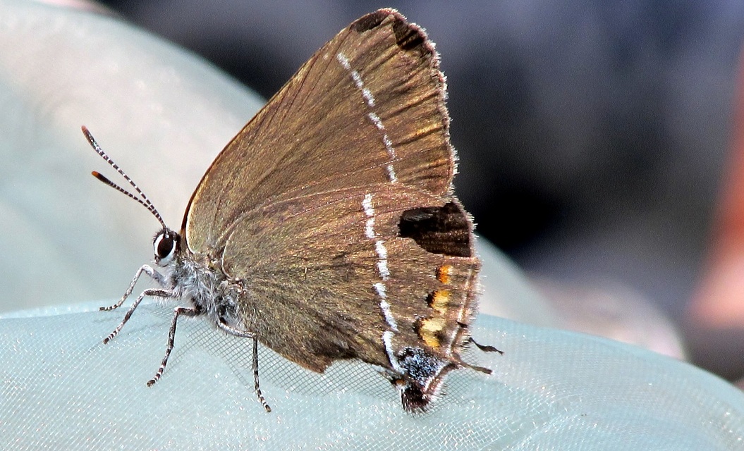 Satyrium spini - kökény-csücsköslepke
