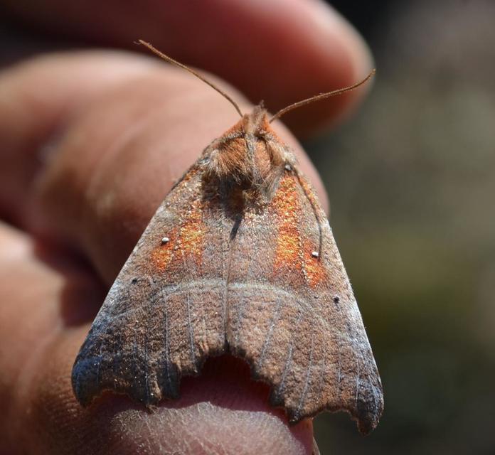 Scoliopteryx libatrix - vörös csipkésbagoly