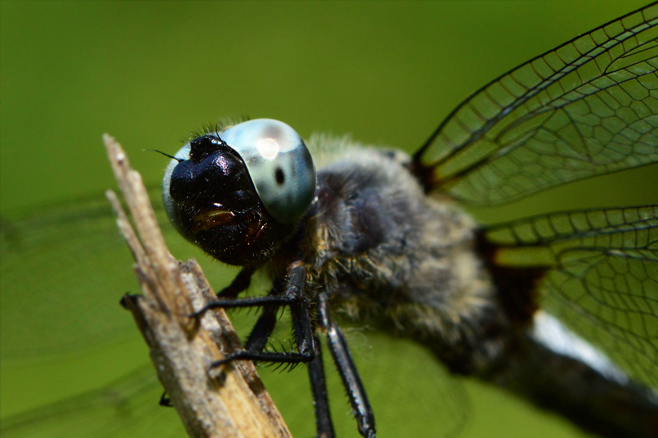 Libellula fulva - kisfoltos laposacsa