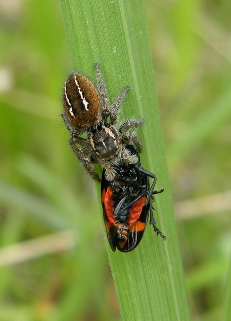Philaeus chrysops - piros ugrópók