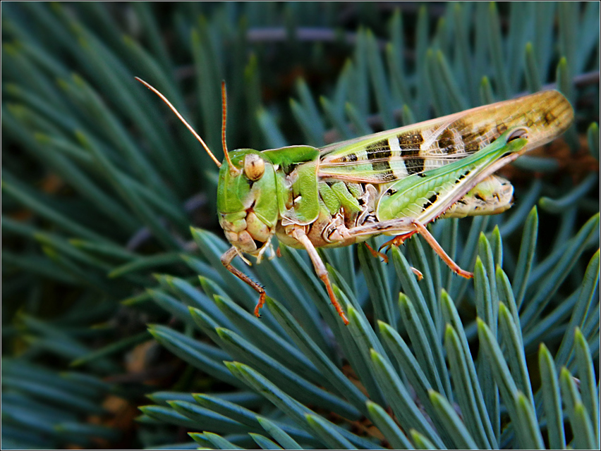 Oedaleus decorus - szalagos sáska