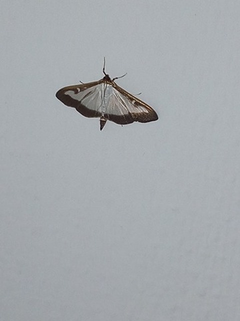 Cydalima perspectalis - puszpáng-tűzmoly